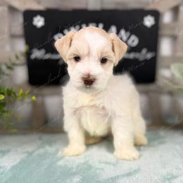 Ghost - Parti male Miniature Schnauzer puppy in Hockley, Texas from Dixieland Miniature Schnauzers