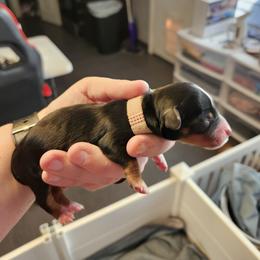 Girl 3 - Piebald female Dachshund puppy in Amarillo, Texas from Panhandle Dashing Doxies
