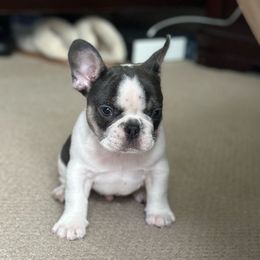 French Bulldog Puppies from McDaniel Farm and Fowl