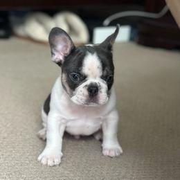 French Bulldog Puppies from McDaniel Farm and Fowl