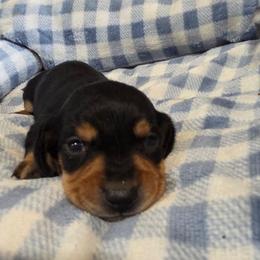 Hansen - Black and tan male Dachshund puppy in Cowen, West Virginia from Bennett Babies