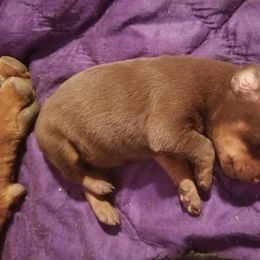 Doberman Pinscher Puppies from Riviera Dobermans