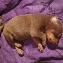 Doberman Pinscher Puppies from Riviera Dobermans