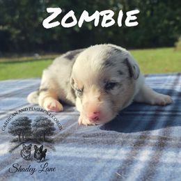 Zombie - Blue merle and white male Cardigan Welsh Corgi puppy in Bland, Missouri from Shadey Lane Corgis