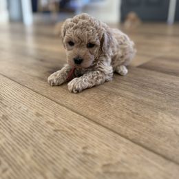 Charlie - Buff and white male Cockapoo puppy in Yuba City, California from The Doodle Barn