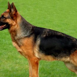 German Shepherds from Zwinger vom Roten Wald