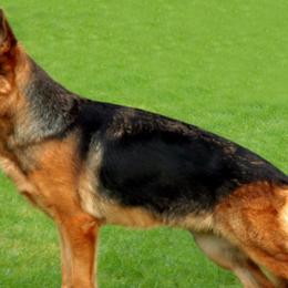 German Shepherds from Zwinger vom Roten Wald