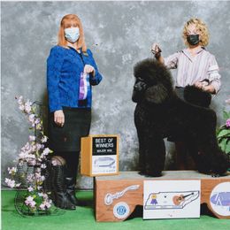 Poodle Puppies from D and D Standard Poodles