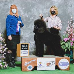 Poodle Puppies from D and D Standard Poodles