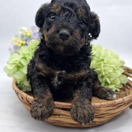 Gabby - Phantom female Bernedoodle puppy in Thornville, Ohio from Four Front Doodles & Friends