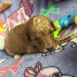 Petal - Red  female Poodle puppy in Winter Haven, Florida from Herdez’s Poodles