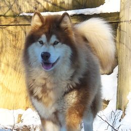 Flash - Alaskan Malamute