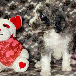 Bella - Merle female Bernedoodle puppy in Battle Creek, Michigan from T-Rose’s Bernedoodle & Pomsky Puppies
