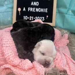 French Bulldog puppies from Pardon Our Official Frenchies