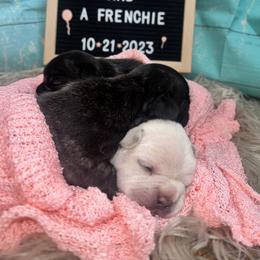 French Bulldog puppies from Pardon Our Official Frenchies