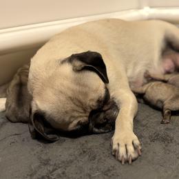 Pug Puppies from Sweet Mercy Farm