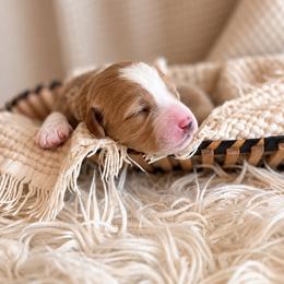 Cedar - Brown male Bernedoodle puppy in Travelers Rest, South Carolina from Bernedoodle.do