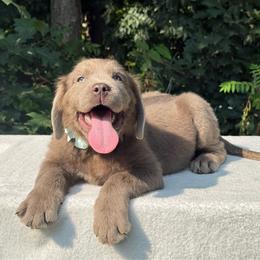Dusty OFA - Beige male Newfoundland puppy in Falmouth, Michigan from Dyer Lake Newfoundland’s
