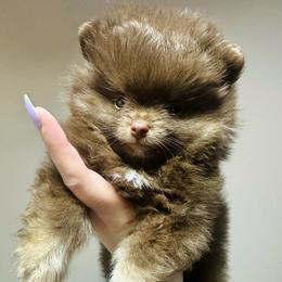 Rolo - Chocolate male Pomeranian puppy in Waterloo, Indiana from Garcias Pomeranian