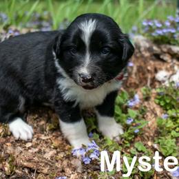 Mystery - female Sporty Mix puppy in Richland, Michigan from Seay's Sporty Mixes