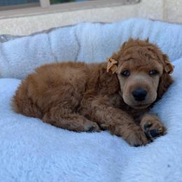 Brown collar - Red  female Poodle puppy in Riverside, California from Riverside red poodles