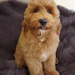 Mr. Peach - Red  male Goldendoodle puppy in Easley, South Carolina from River Falls Goldendoodles