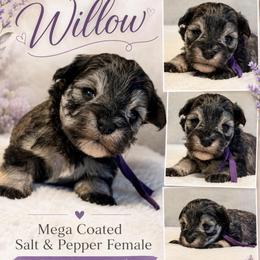Willow - Salt and pepper female Miniature Schnauzer puppy in Magalia, California from NorCal Schnauzers