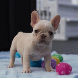 Orange Juice - Cream male French Bulldog puppy in Warsaw, New York from Hillview Kennels