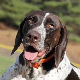 Frankie - German Shorthaired Pointer