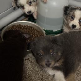 Australian Shepherd, Miniature American Shepherd, Miniature Australian Shepherd, and Toy Australian Shepherd Puppies from HP Aussie Kennels