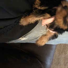 Yorkshire Terrier Puppies from Posh Paws Kennel