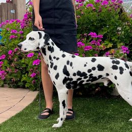 Dalmatians from Seafarer Dalmatians