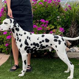 Dalmatians from Seafarer Dalmatians