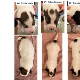 "Born 6-6-23" Shetland Sheepdog Puppies from Ashton