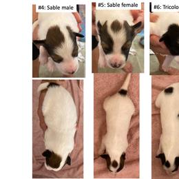 "Born 6-6-23" Shetland Sheepdog Puppies from Ashton