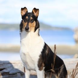 Kerry - Collie