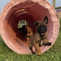 Belgian Malinois and German Shepherd Puppies from Madhouse’s Belgian Malinois and German Shepherds