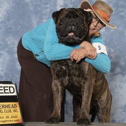 Merlin - Bullmastiff
