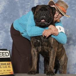 Merlin - Bullmastiff