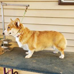 Queeny - Pembroke Welsh Corgi