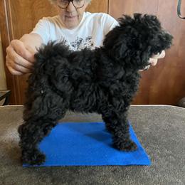 Boy 2 - male Pumi puppy in Salem, Oregon from Abiqua Pumik