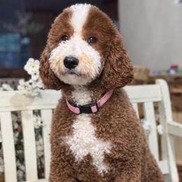 Fiona - Goldendoodle