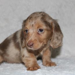 Tootsie - Dapple female Dachshund puppy in Powderly, Texas from Kuttin’ Up Mini Aussies