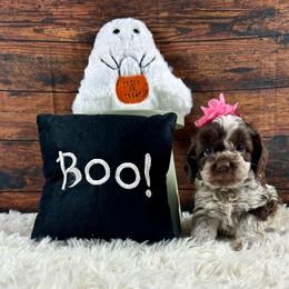 Allison - Brown and white female Cockapoo puppy in Lancaster, Missouri from Cavapoo Acres
