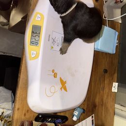 Rottweiler Puppies from Von Locher Rotties