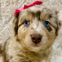 Pearl - Red merle female Australian Shepherd puppy in Az, Yuma, Arizona from The Southern Dog
