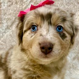 Pearl - Red merle female Australian Shepherd puppy in Az, Yuma, Arizona from The Southern Dog