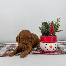 Waffle - Red male Cavapoo puppy in Beresford, South Dakota from DAKOTA DOOD RANCH