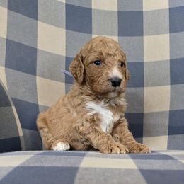 Willie - Red  male Goldendoodle puppy in Galt, Missouri from Only Doodles!