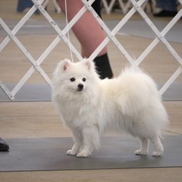 American Eskimo Dogs from Brilliant